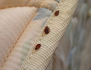 Pest Control of Tampa: Bed Bugs on Mattress