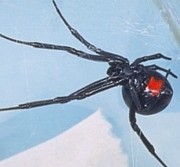 Pest Control of Tampa: Black Widow Spider