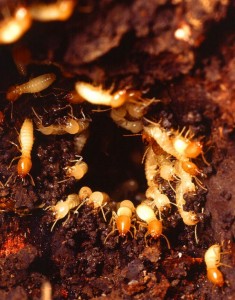 formosan subterranean termites tampa florida