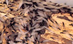 tampa termite control desert subterranean termites
